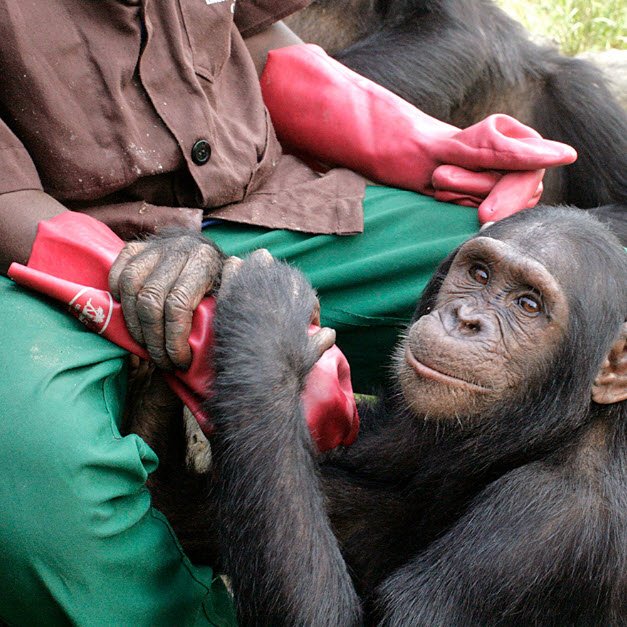 Tchimpounga Chimpanzee Sanctuary, Near Pointe-Noire, DR Congo